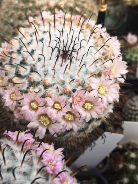 Mammillaria perezdelarosae